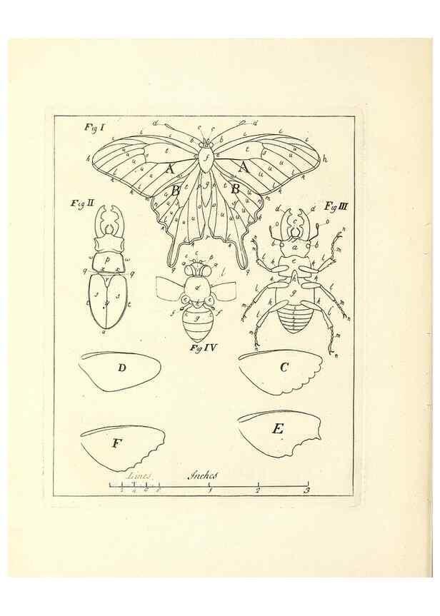 Reproducción/Reproduction 49807415232: An exposition of English insects. London :Printed for the author and sold by Messrs. Robson and Co. ... and Messrs. Dilly ...,1776.. 