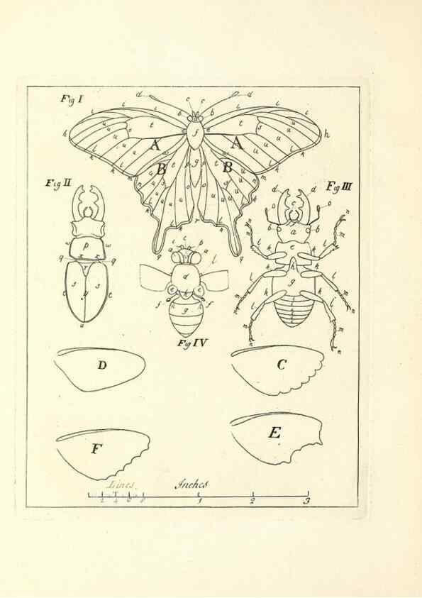 Reproducción/Reproduction 49807415232: An exposition of English insects. London :Printed for the author and sold by Messrs. Robson and Co. ... and Messrs. Dilly ...,1776.. 