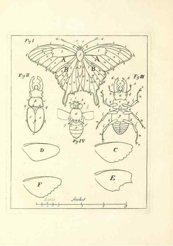 Reproducción/Reproduction 49807415232: An exposition of English insects. London :Printed for the author and sold by Messrs. Robson and Co. ... and Messrs. Dilly ...,1776.. 