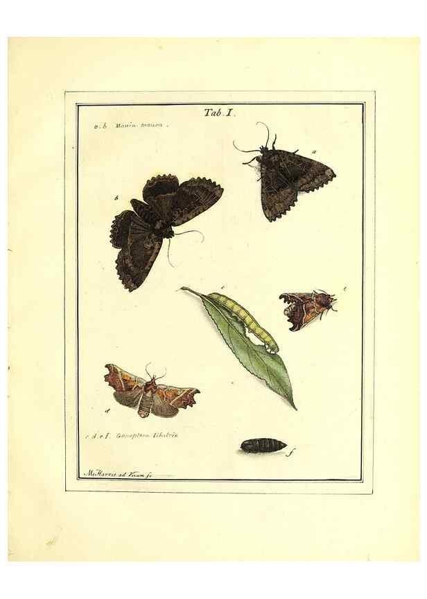 Reproducción/Reproduction 49807106276: An exposition of English insects. London :Printed for the author and sold by Messrs. Robson and Co. ... and Messrs. Dilly ...,1776.. 