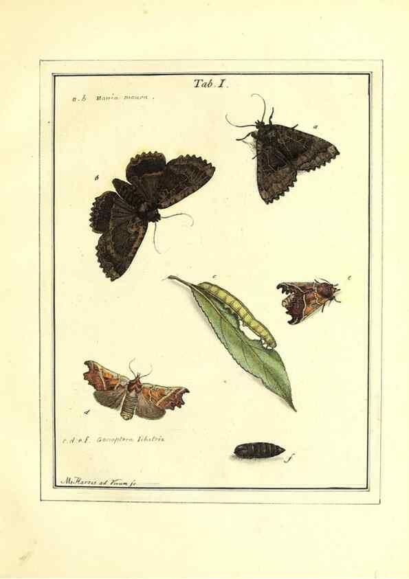 Reproducción/Reproduction 49807106276: An exposition of English insects. London :Printed for the author and sold by Messrs. Robson and Co. ... and Messrs. Dilly ...,1776.. 