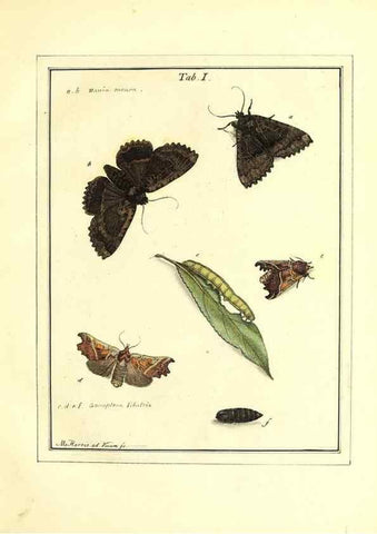 Reproducción/Reproduction 49807106276: An exposition of English insects. London :Printed for the author and sold by Messrs. Robson and Co. ... and Messrs. Dilly ...,1776.. 