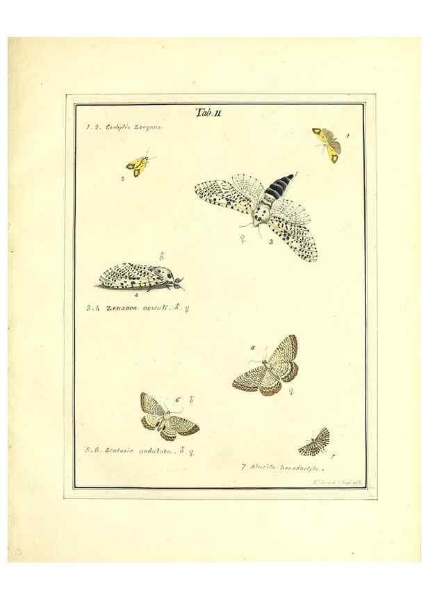 Reproducción/Reproduction 49806550298: An exposition of English insects. London :Printed for the author and sold by Messrs. Robson and Co. ... and Messrs. Dilly ...,1776.. 