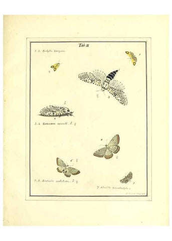 Reproducción/Reproduction 49806550298: An exposition of English insects. London :Printed for the author and sold by Messrs. Robson and Co. ... and Messrs. Dilly ...,1776.. 
