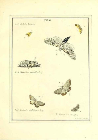 Reproducción/Reproduction 49806550298: An exposition of English insects. London :Printed for the author and sold by Messrs. Robson and Co. ... and Messrs. Dilly ...,1776.. 