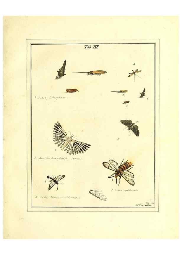 Reproducción/Reproduction 49807106771: An exposition of English insects. London :Printed for the author and sold by Messrs. Robson and Co. ... and Messrs. Dilly ...,1776.. 