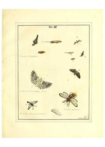 Reproducción/Reproduction 49807106771: An exposition of English insects. London :Printed for the author and sold by Messrs. Robson and Co. ... and Messrs. Dilly ...,1776.. 