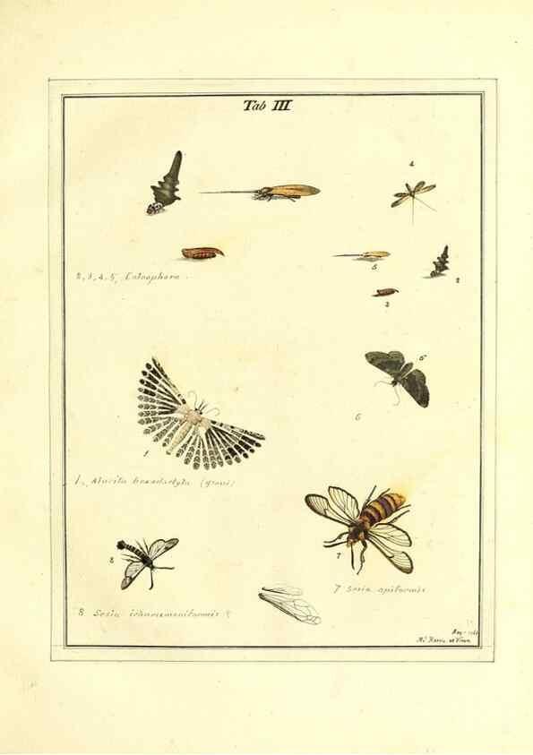 Reproducción/Reproduction 49807106771: An exposition of English insects. London :Printed for the author and sold by Messrs. Robson and Co. ... and Messrs. Dilly ...,1776.. 