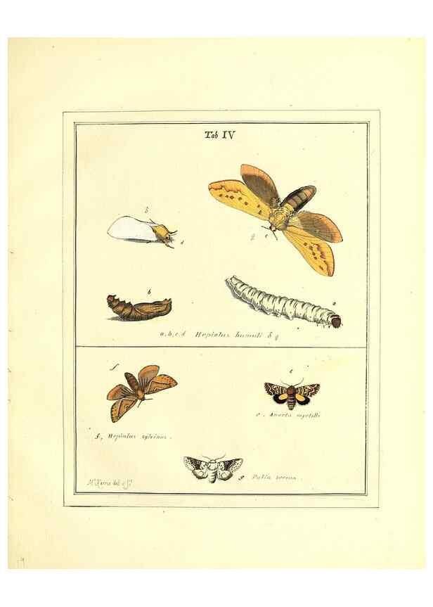 Reproducción/Reproduction 49807416507: An exposition of English insects. London :Printed for the author and sold by Messrs. Robson and Co. ... and Messrs. Dilly ...,1776.. 