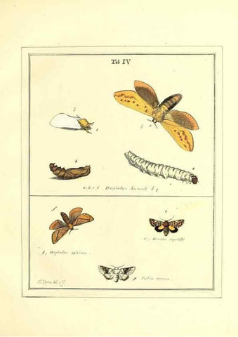 Reproducción/Reproduction 49807416507: An exposition of English insects. London :Printed for the author and sold by Messrs. Robson and Co. ... and Messrs. Dilly ...,1776.. 