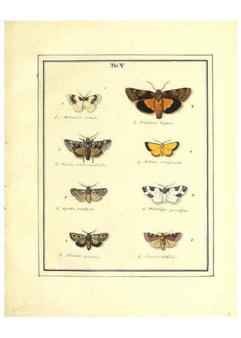Reproducción/Reproduction 49807416757: An exposition of English insects. London :Printed for the author and sold by Messrs. Robson and Co. ... and Messrs. Dilly ...,1776.. 