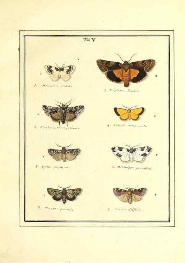 Reproducción/Reproduction 49807416757: An exposition of English insects. London :Printed for the author and sold by Messrs. Robson and Co. ... and Messrs. Dilly ...,1776.. 