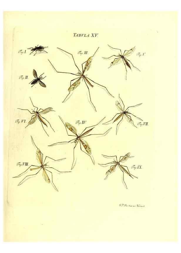 Reproducción/Reproduction 49810291206: Iacobi Christiani Schaefferi s.s. theologiae et philosophiae doctoris ... Icones insectorum circa Ratisbonam indigenorum :. Ratisbonae :Typis Breitfeldianis,MDCCLXXIX [1766-1779]. 