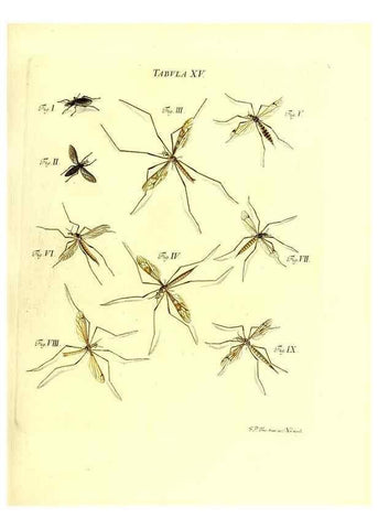 Reproducción/Reproduction 49810291206: Iacobi Christiani Schaefferi s.s. theologiae et philosophiae doctoris ... Icones insectorum circa Ratisbonam indigenorum :. Ratisbonae :Typis Breitfeldianis,MDCCLXXIX [1766-1779]. 
