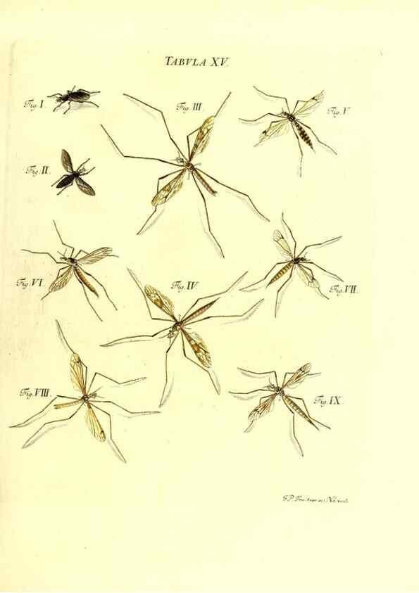 Reproducción/Reproduction 49810291206: Iacobi Christiani Schaefferi s.s. theologiae et philosophiae doctoris ... Icones insectorum circa Ratisbonam indigenorum :. Ratisbonae :Typis Breitfeldianis,MDCCLXXIX [1766-1779]. 