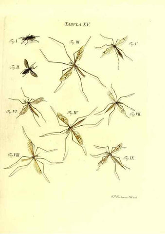 Reproducción/Reproduction 49810291206: Iacobi Christiani Schaefferi s.s. theologiae et philosophiae doctoris ... Icones insectorum circa Ratisbonam indigenorum :. Ratisbonae :Typis Breitfeldianis,MDCCLXXIX [1766-1779]. 