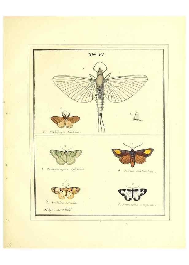 Reproducción/Reproduction 49807417062: An exposition of English insects. London :Printed for the author and sold by Messrs. Robson and Co. ... and Messrs. Dilly ...,1776.. 