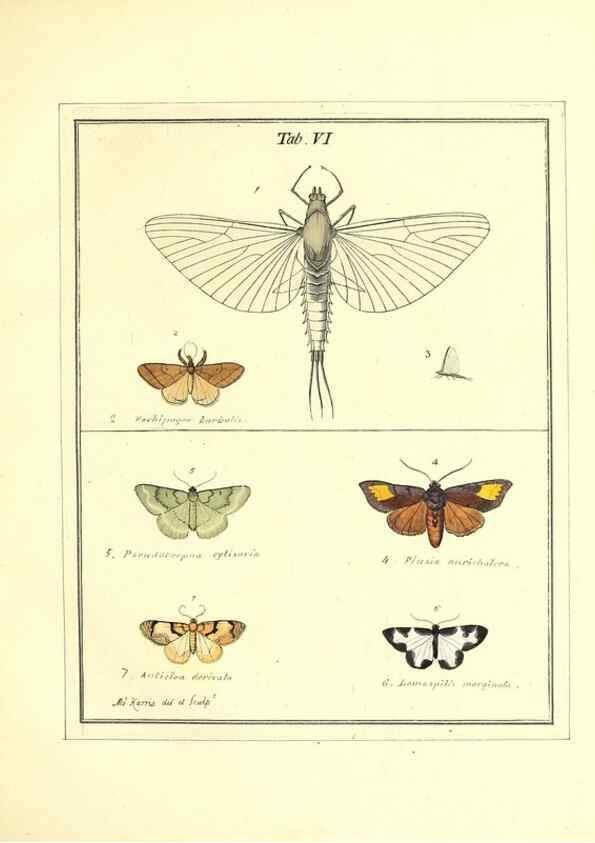 Reproducción/Reproduction 49807417062: An exposition of English insects. London :Printed for the author and sold by Messrs. Robson and Co. ... and Messrs. Dilly ...,1776.. 