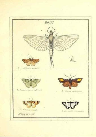 Reproducción/Reproduction 49807417062: An exposition of English insects. London :Printed for the author and sold by Messrs. Robson and Co. ... and Messrs. Dilly ...,1776.. 