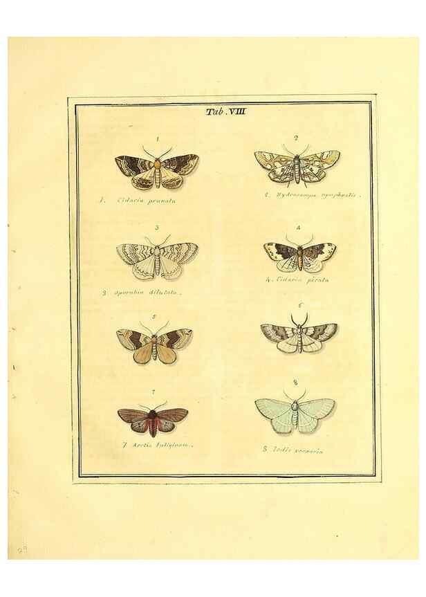 Reproducción/Reproduction 49807417677: An exposition of English insects. London :Printed for the author and sold by Messrs. Robson and Co. ... and Messrs. Dilly ...,1776.. 