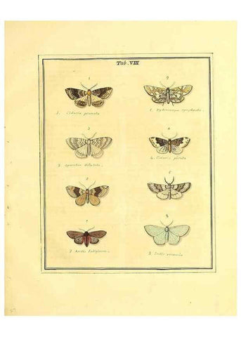 Reproducción/Reproduction 49807417677: An exposition of English insects. London :Printed for the author and sold by Messrs. Robson and Co. ... and Messrs. Dilly ...,1776.. 