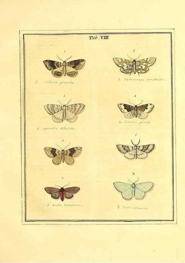 Reproducción/Reproduction 49807417677: An exposition of English insects. London :Printed for the author and sold by Messrs. Robson and Co. ... and Messrs. Dilly ...,1776.. 