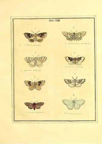 Reproducción/Reproduction 49807417677: An exposition of English insects. London :Printed for the author and sold by Messrs. Robson and Co. ... and Messrs. Dilly ...,1776.. 