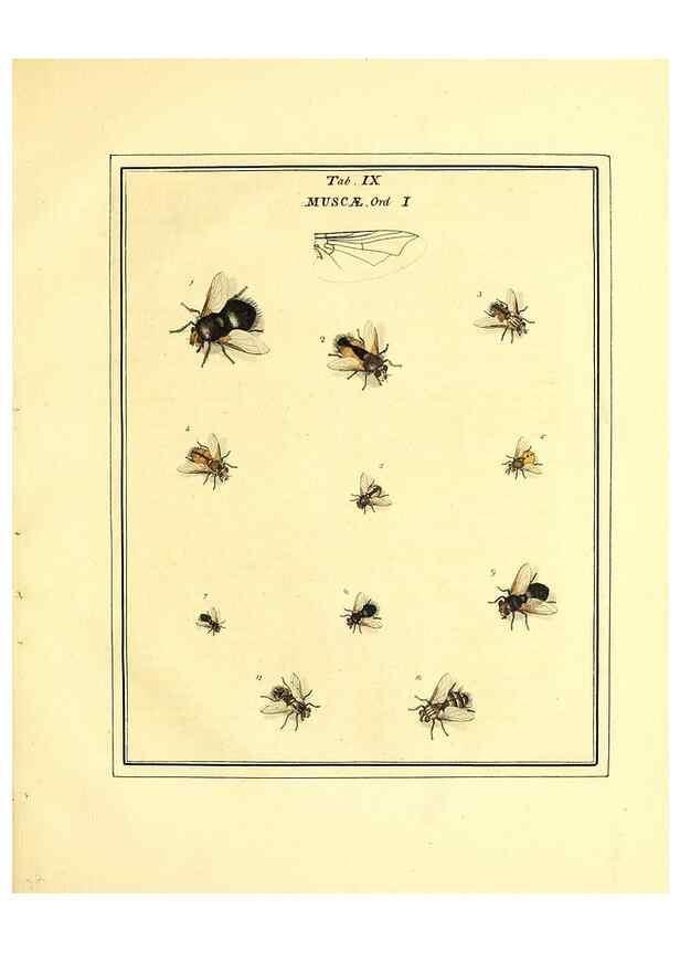 Reproducción/Reproduction 49807108341: An exposition of English insects. London :Printed for the author and sold by Messrs. Robson and Co. ... and Messrs. Dilly ...,1776.. 