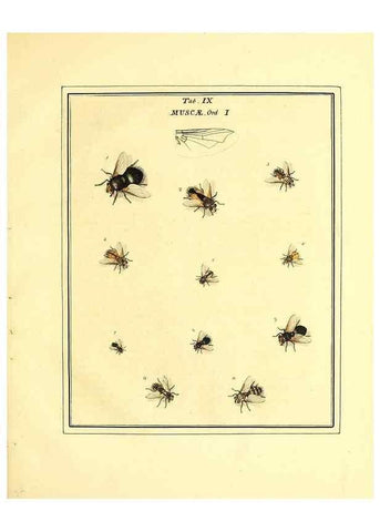 Reproducción/Reproduction 49807108341: An exposition of English insects. London :Printed for the author and sold by Messrs. Robson and Co. ... and Messrs. Dilly ...,1776.. 