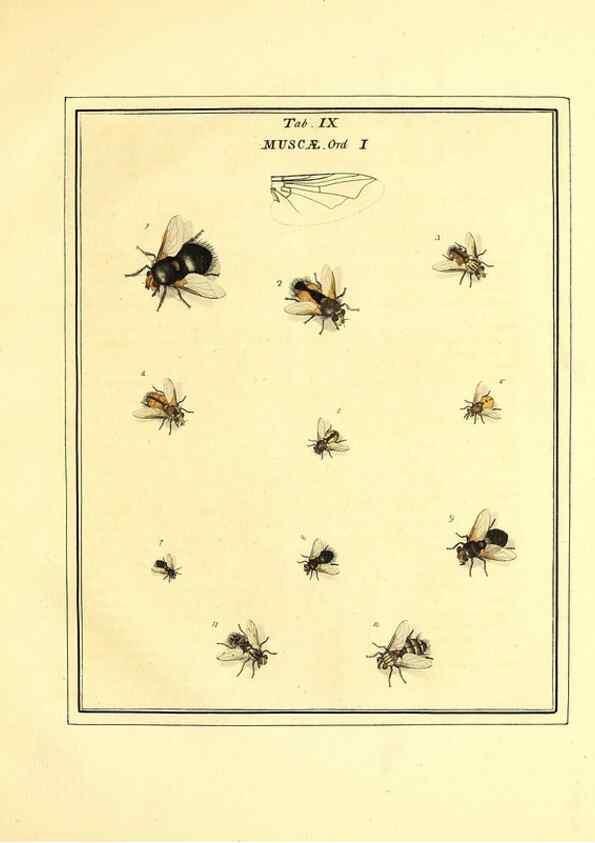 Reproducción/Reproduction 49807108341: An exposition of English insects. London :Printed for the author and sold by Messrs. Robson and Co. ... and Messrs. Dilly ...,1776.. 