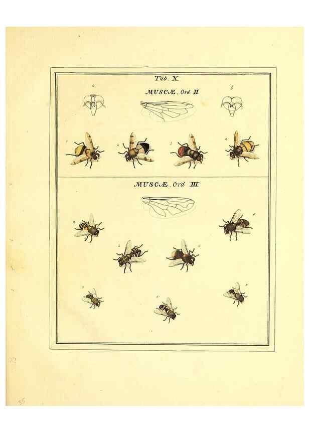 Reproducción/Reproduction 49807418192: An exposition of English insects. London :Printed for the author and sold by Messrs. Robson and Co. ... and Messrs. Dilly ...,1776.. 