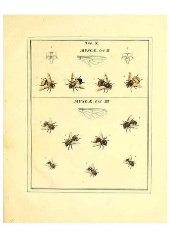 Reproducción/Reproduction 49807418192: An exposition of English insects. London :Printed for the author and sold by Messrs. Robson and Co. ... and Messrs. Dilly ...,1776.. 