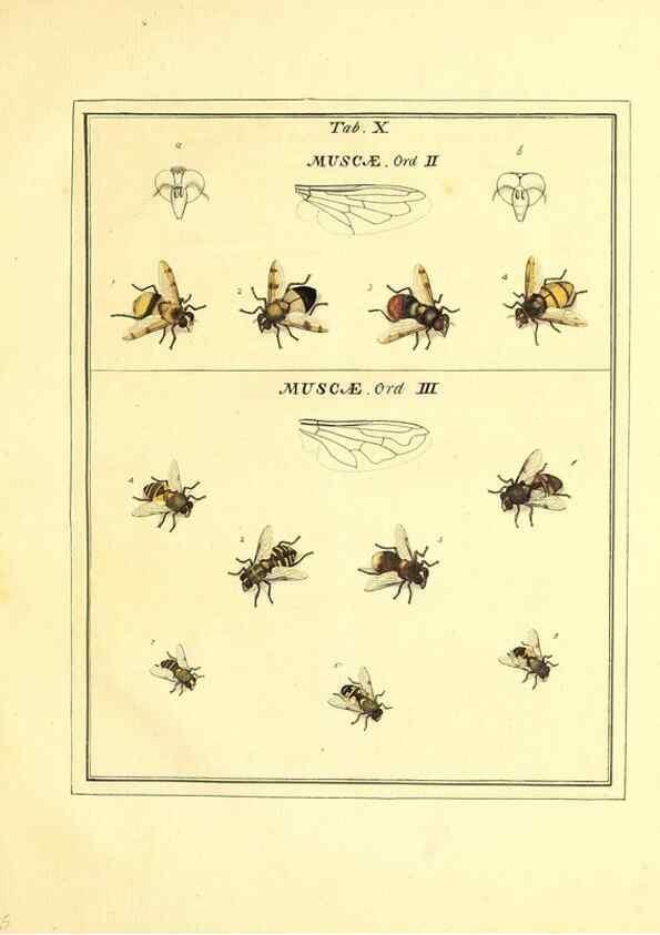 Reproducción/Reproduction 49807418192: An exposition of English insects. London :Printed for the author and sold by Messrs. Robson and Co. ... and Messrs. Dilly ...,1776.. 