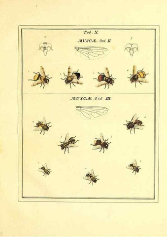 Reproducción/Reproduction 49807418192: An exposition of English insects. London :Printed for the author and sold by Messrs. Robson and Co. ... and Messrs. Dilly ...,1776.. 