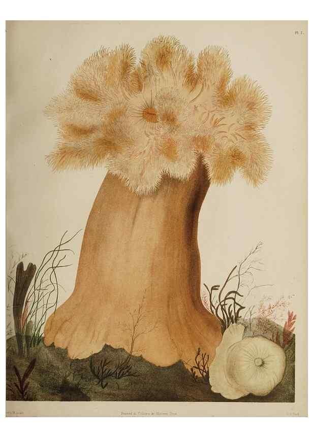 Reproducción/Reproduction 49810118042: The marine invertebrates and fishes of St. Andrews /. Edinburgh :A. and C. Black; [etc., etc.]1875.. 