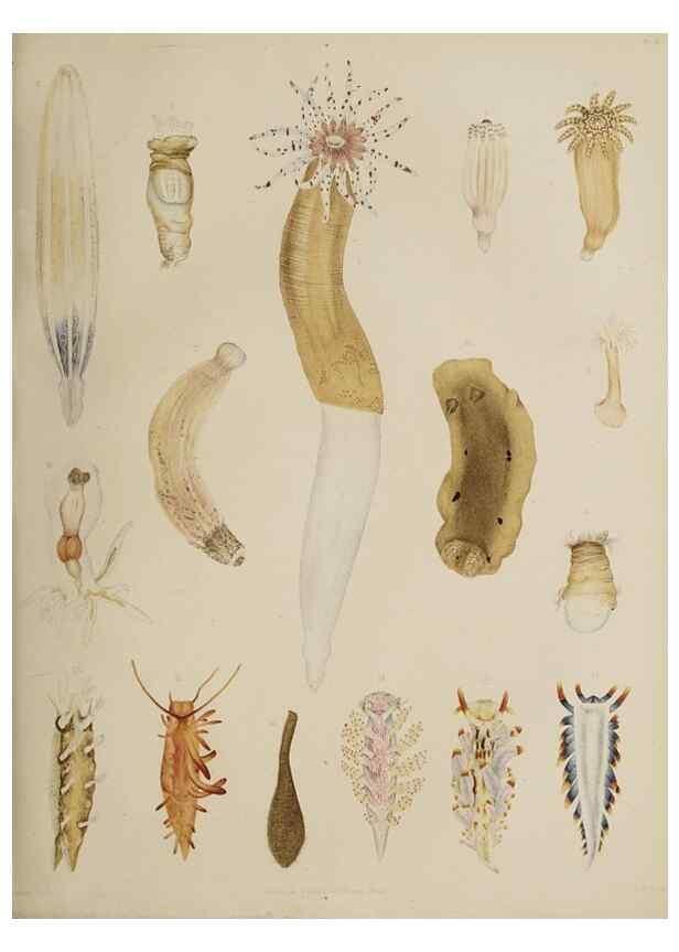 Reproducción/Reproduction 49810118387: The marine invertebrates and fishes of St. Andrews /. Edinburgh :A. and C. Black; [etc., etc.]1875.. 
