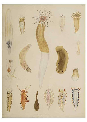 Reproducción/Reproduction 49810118387: The marine invertebrates and fishes of St. Andrews /. Edinburgh :A. and C. Black; [etc., etc.]1875.. 