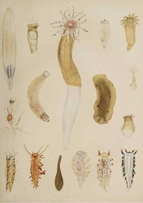 Reproducción/Reproduction 49810118387: The marine invertebrates and fishes of St. Andrews /. Edinburgh :A. and C. Black; [etc., etc.]1875.. 