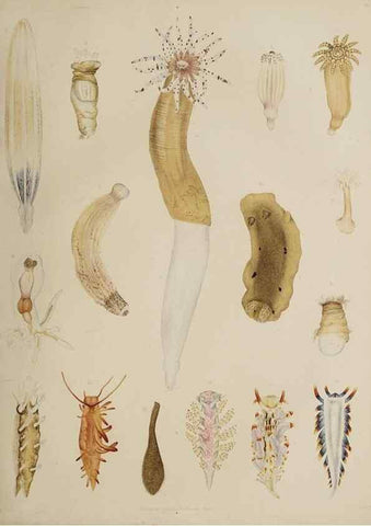 Reproducción/Reproduction 49810118387: The marine invertebrates and fishes of St. Andrews /. Edinburgh :A. and C. Black; [etc., etc.]1875.. 