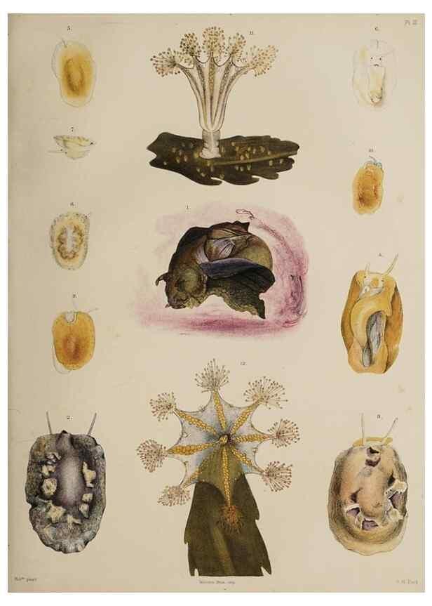 Reproducción/Reproduction 49809819051: The marine invertebrates and fishes of St. Andrews /. Edinburgh :A. and C. Black; [etc., etc.]1875.. 