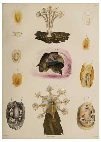Reproducción/Reproduction 49809819051: The marine invertebrates and fishes of St. Andrews /. Edinburgh :A. and C. Black; [etc., etc.]1875.. 