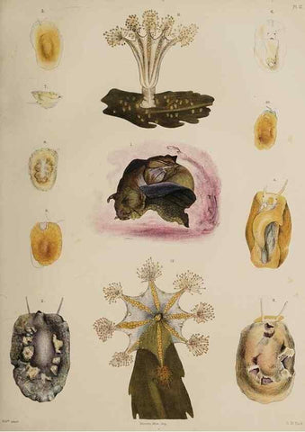 Reproducción/Reproduction 49809819051: The marine invertebrates and fishes of St. Andrews /. Edinburgh :A. and C. Black; [etc., etc.]1875.. 