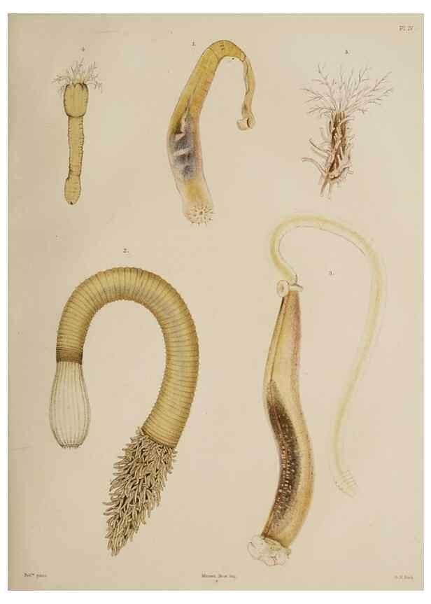 Reproducción/Reproduction 49809819476: The marine invertebrates and fishes of St. Andrews /. Edinburgh :A. and C. Black; [etc., etc.]1875.. 