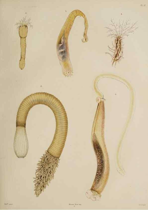 Reproducción/Reproduction 49809819476: The marine invertebrates and fishes of St. Andrews /. Edinburgh :A. and C. Black; [etc., etc.]1875.. 