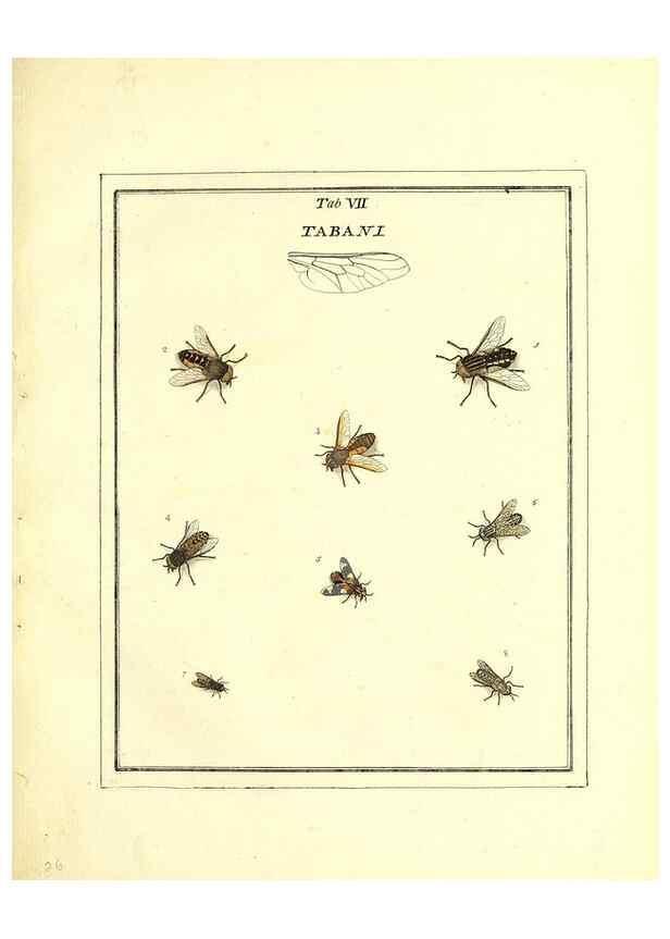 Reproducción/Reproduction 49807107811: An exposition of English insects. London :Printed for the author and sold by Messrs. Robson and Co. ... and Messrs. Dilly ...,1776.. 