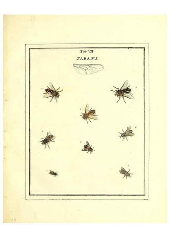 Reproducción/Reproduction 49807107811: An exposition of English insects. London :Printed for the author and sold by Messrs. Robson and Co. ... and Messrs. Dilly ...,1776.. 