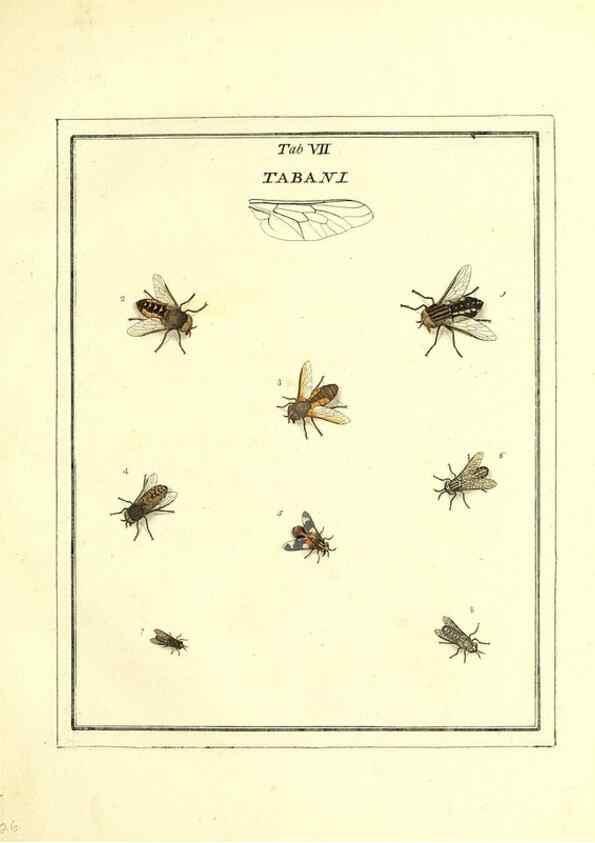Reproducción/Reproduction 49807107811: An exposition of English insects. London :Printed for the author and sold by Messrs. Robson and Co. ... and Messrs. Dilly ...,1776.. 