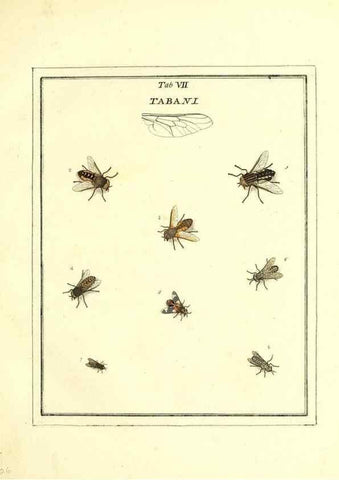 Reproducción/Reproduction 49807107811: An exposition of English insects. London :Printed for the author and sold by Messrs. Robson and Co. ... and Messrs. Dilly ...,1776.. 