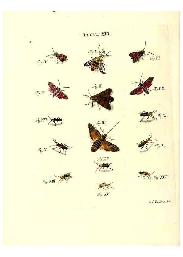 Reproducción/Reproduction 49810591382: Iacobi Christiani Schaefferi s.s. theologiae et philosophiae doctoris ... Icones insectorum circa Ratisbonam indigenorum :. Ratisbonae :Typis Breitfeldianis,MDCCLXXIX [1766-1779]. 