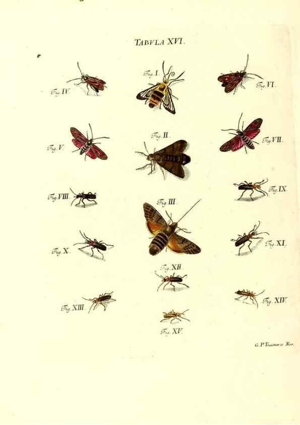 Reproducción/Reproduction 49810591382: Iacobi Christiani Schaefferi s.s. theologiae et philosophiae doctoris ... Icones insectorum circa Ratisbonam indigenorum :. Ratisbonae :Typis Breitfeldianis,MDCCLXXIX [1766-1779]. 
